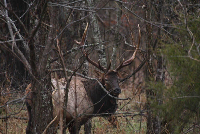 Big Boxley Bull in Woods
