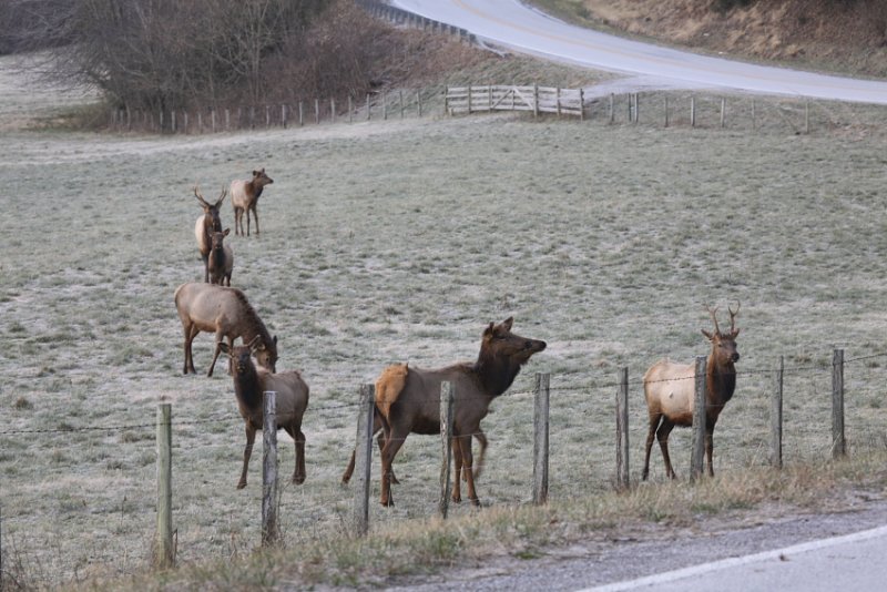 Migrating Elk Boxley Valley