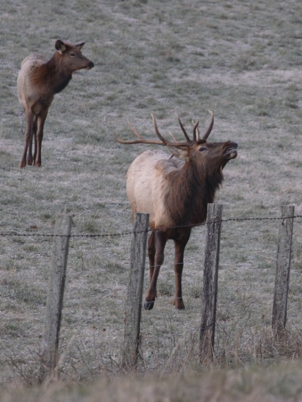 Young Bugling Bull Elk