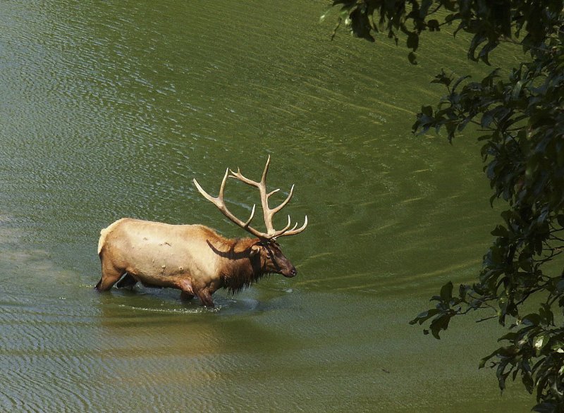 Wading Missouri Elk