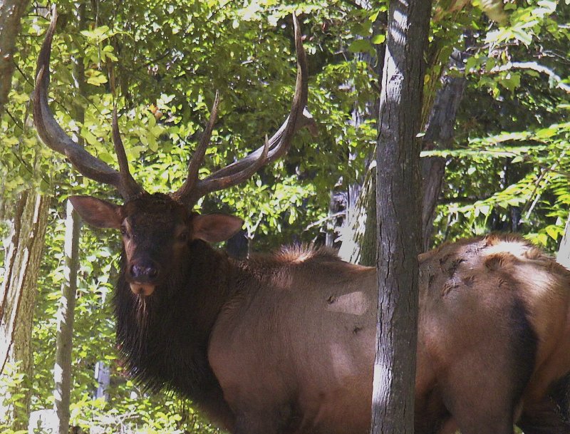Missouri Bachelor Elk in Woods
