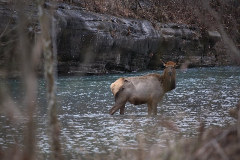 Lead Cow Elk in Buffalo During Crossing