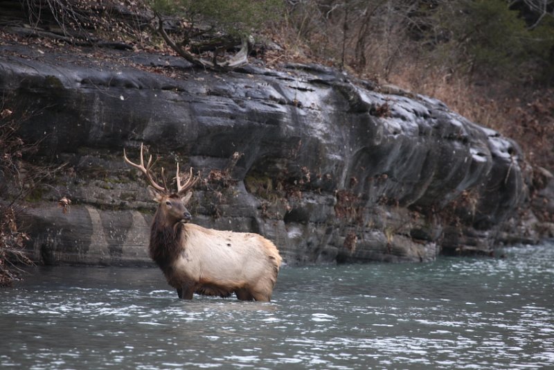 Bull Crossing the Buffalo River