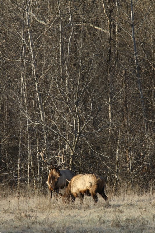 Big Bull Elk Bachelor Herd