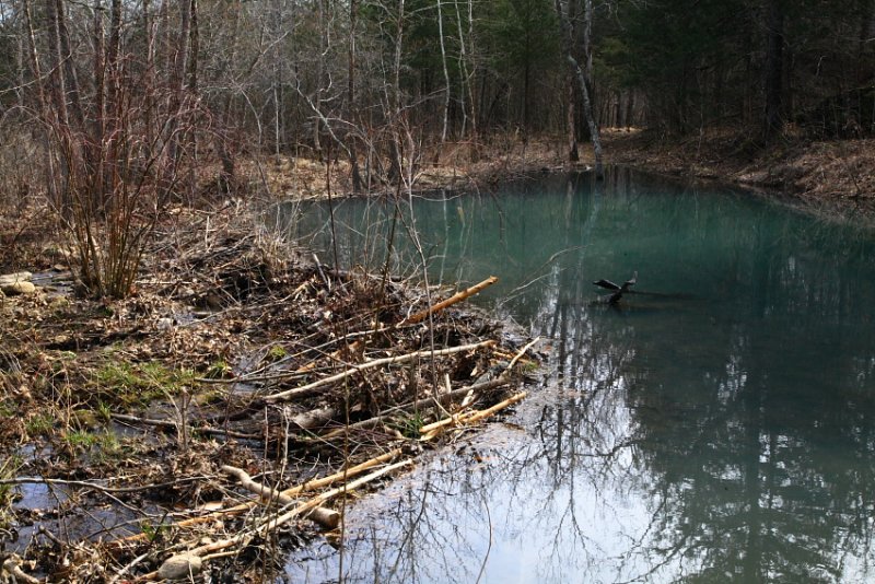 Beaver Pond at Van Dyke Spring 3
