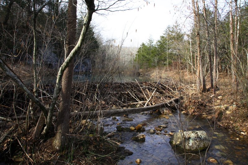 Beaver Pond at Van Dyke Spring 2