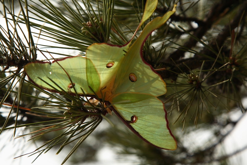 Luna Moth on Bluff Pine