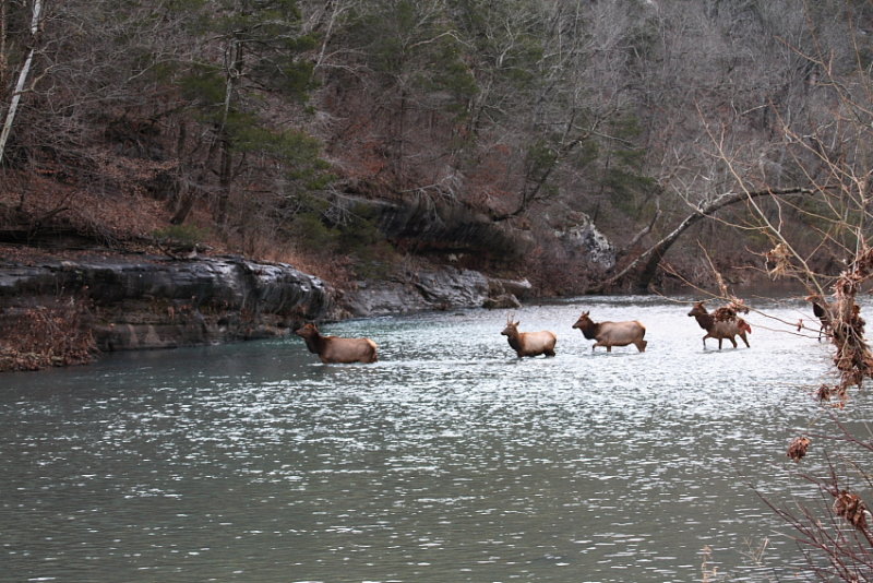 Elk Crossing the Buffalo River