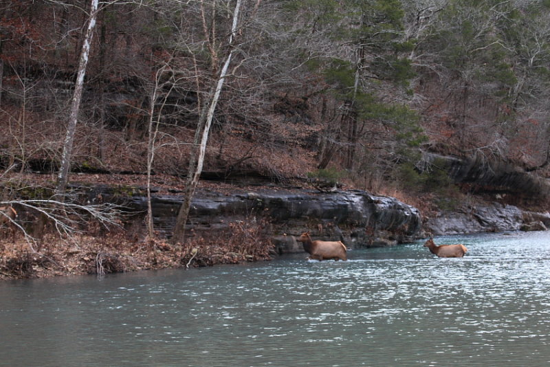 Cow and Calf Crossing the Buffalo River
