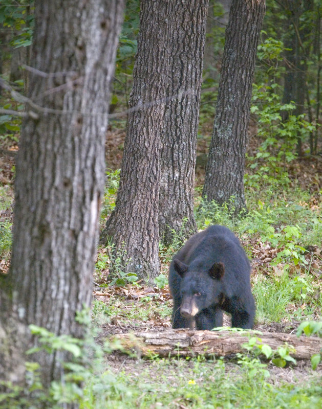 Black Bear on Tree Line
