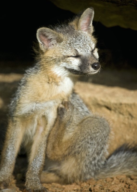 Baby Gray Fox Scratching