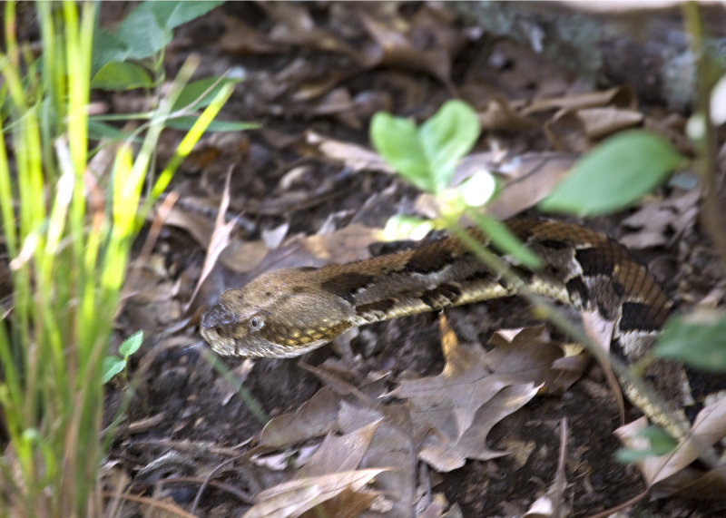 Timber Rattler Hunting in Forest