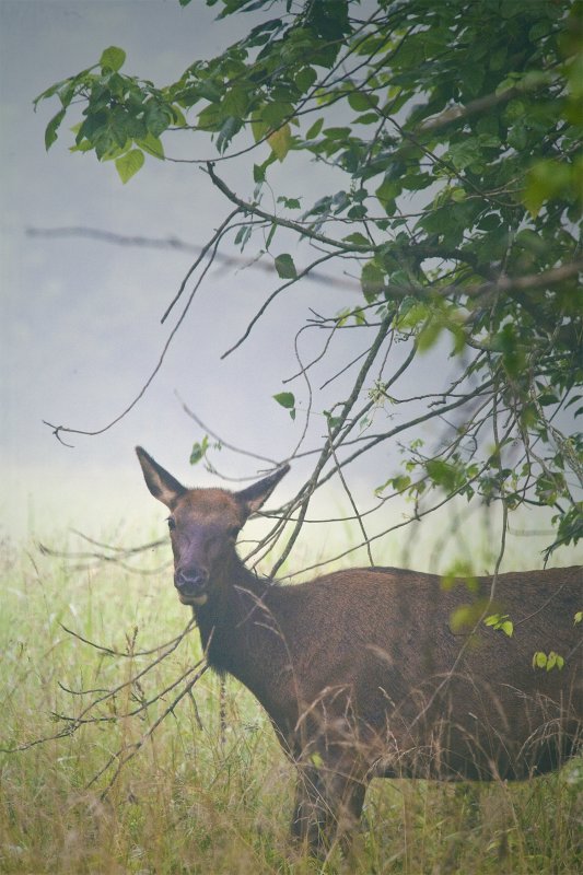 Cow Elk in the Mist