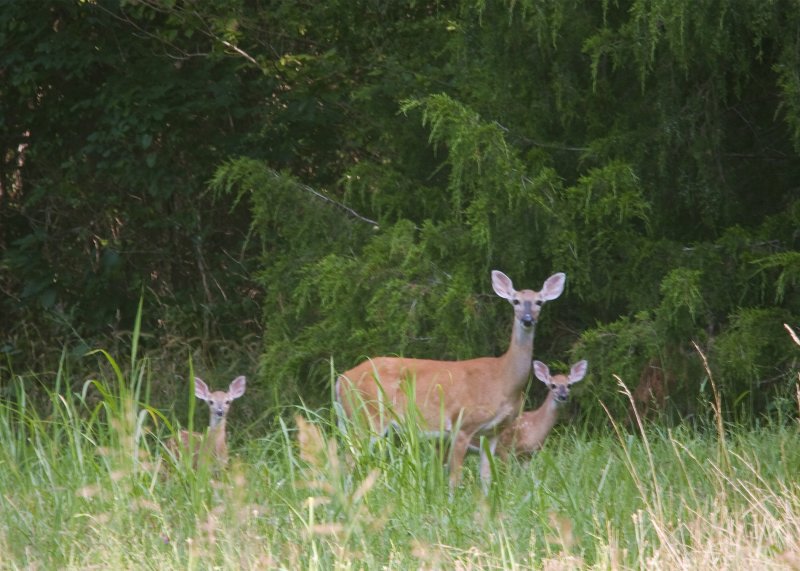 White Tail Doe and Twin Fawns