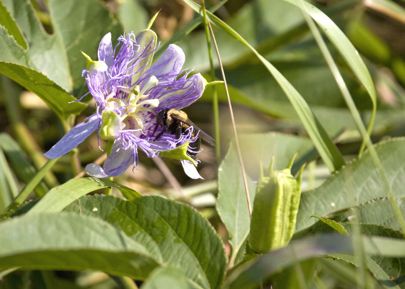 Passion Flower and Bumble Bee