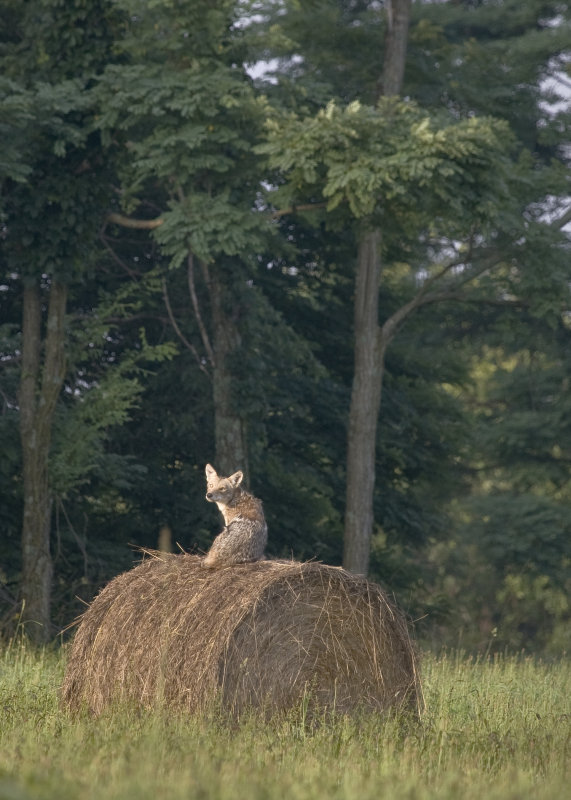 Coyote on Hay Bale