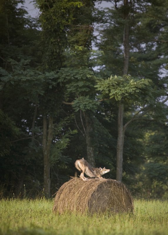 Coyote on Hay Bale Stretching