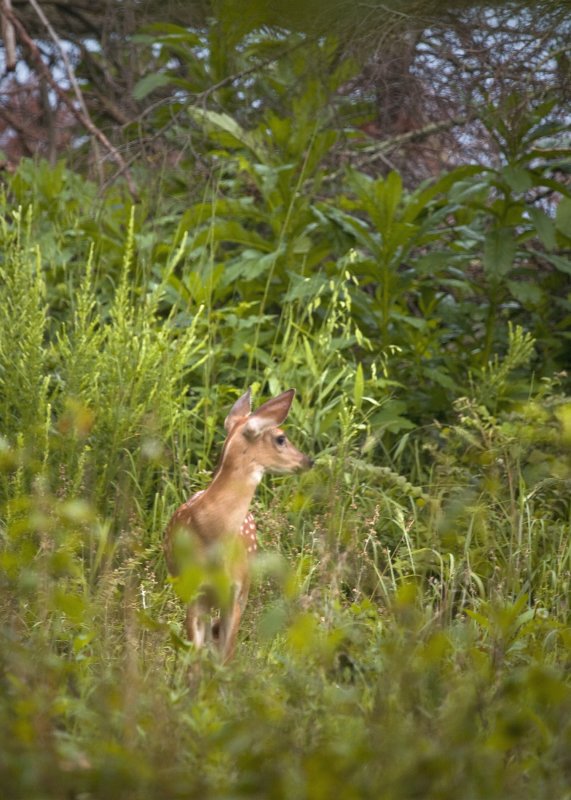 Whitetail Fawn Hiding in Weeds