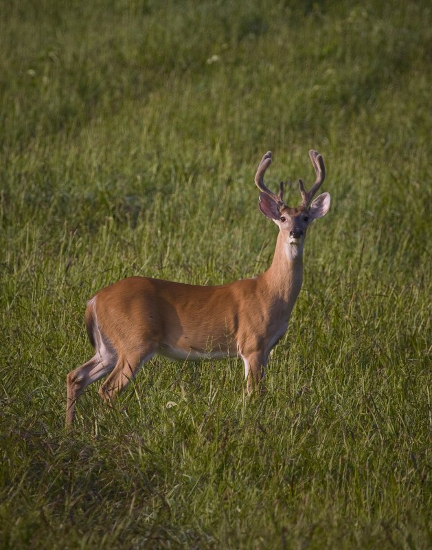 Sunrise 8 Point Whitetail in Velvet