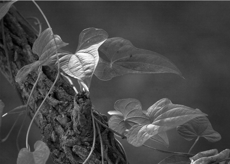 Ivy and Log Black and White
