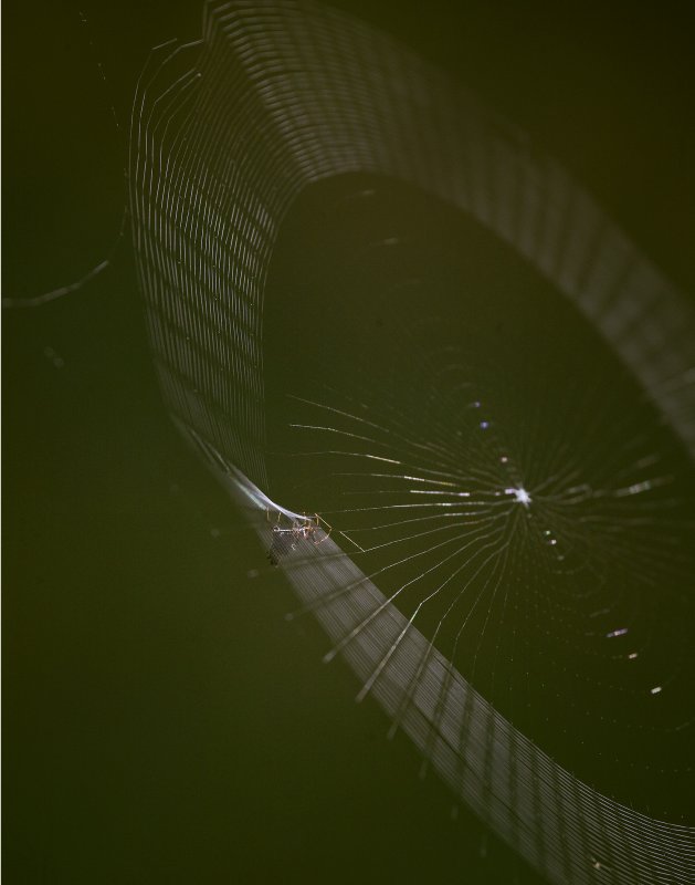 Weaving Spider #1