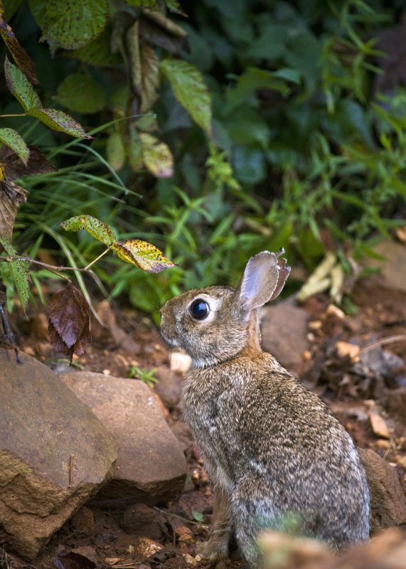 Baby Rabbit Along Edge of Field