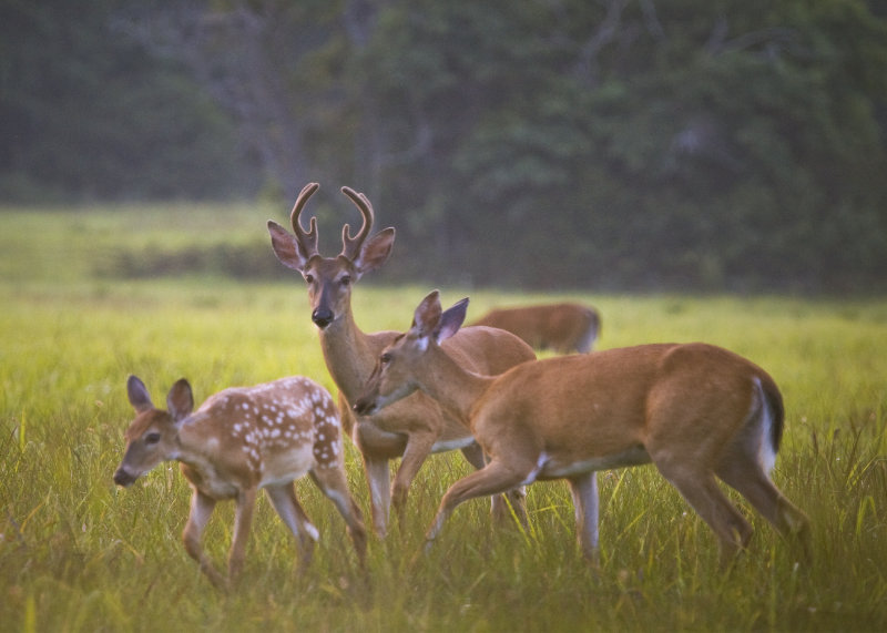 Buck, Doe, and Fawn at Last Light