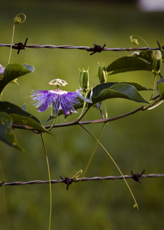 Passion Flower on Barbed Wire Fence