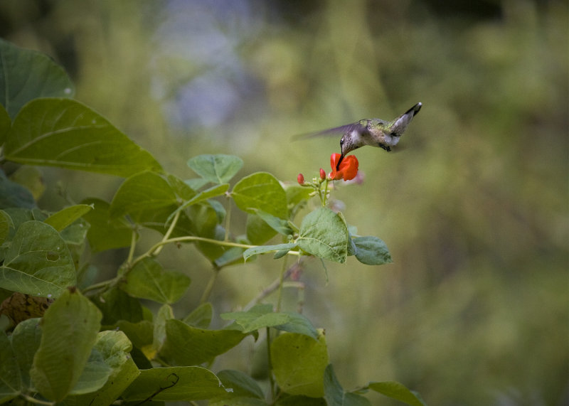 Feeding Hummingbird on Red Flower