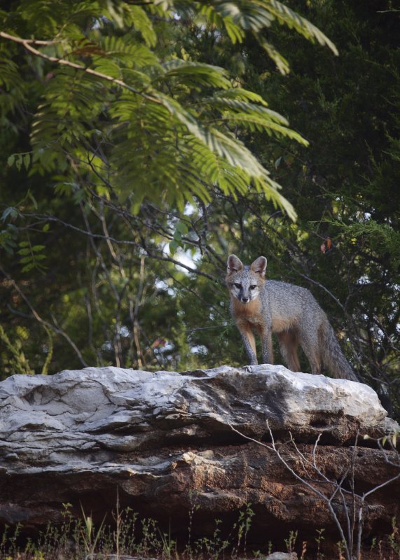 Juvenile Gray Fox on Bluff Top