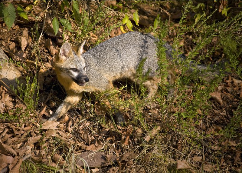 Juvenile Gray Fox Trotting Along Bluff