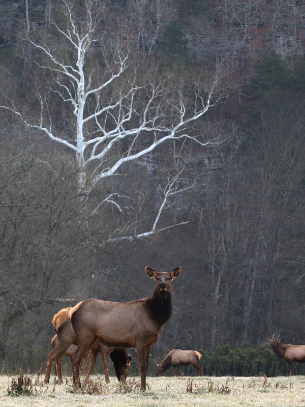Cow Elk and White Tree