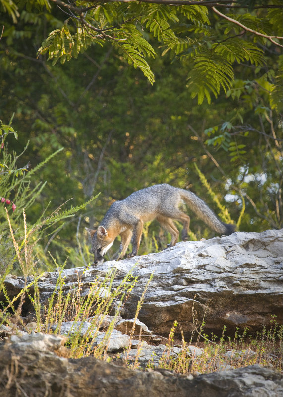 Juvenile Gray Fox on Bluff at Sunrise