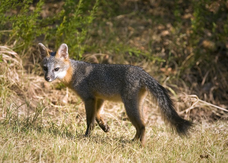 Juvenile Gray Fox Looking Back