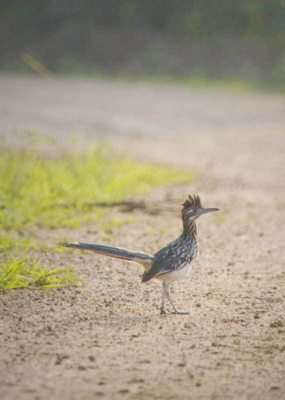 Road Runner on the Road