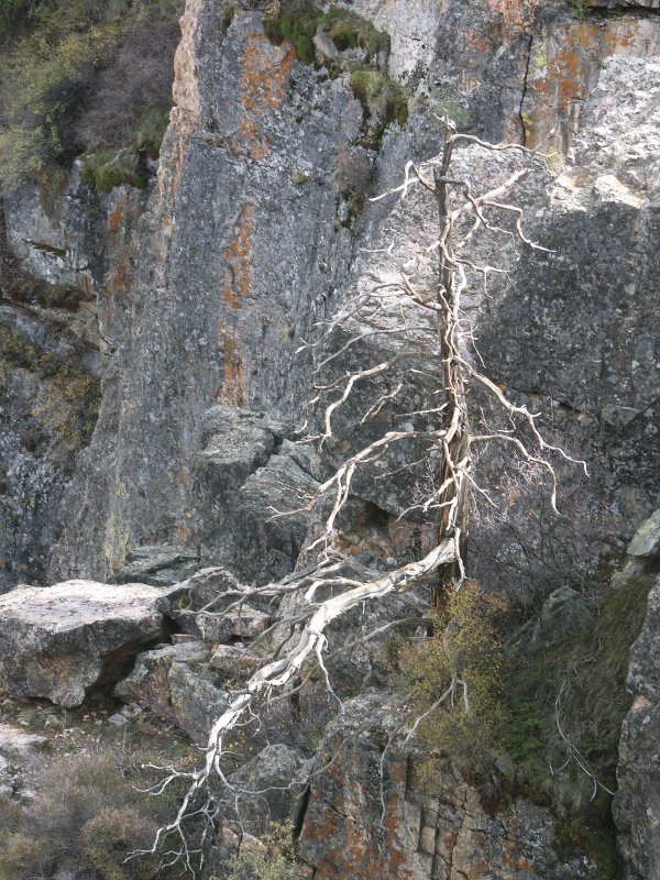 Dead Tree in Black Canyon of the Gunnison