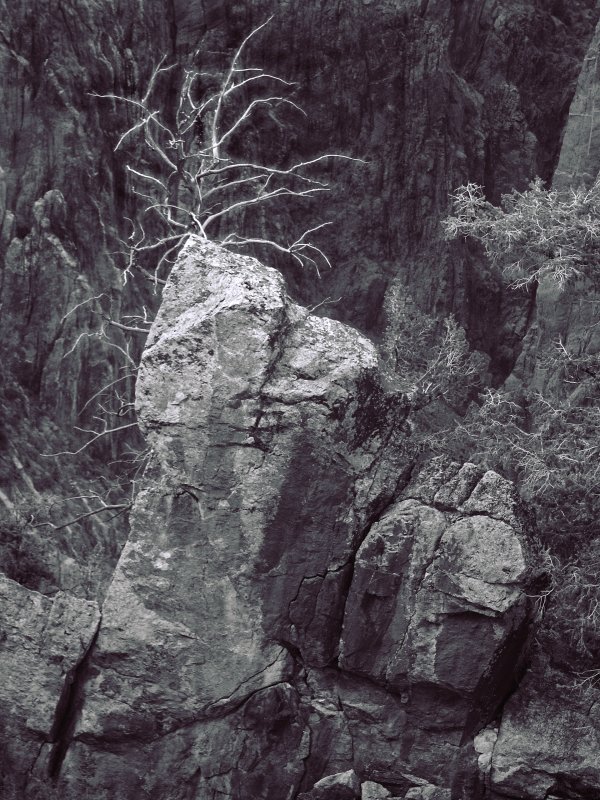 Rocks and Tree Gunnison Canyon BW