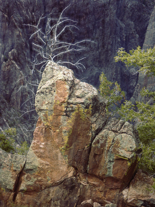 Rocks and Tree Gunnison Canyon
