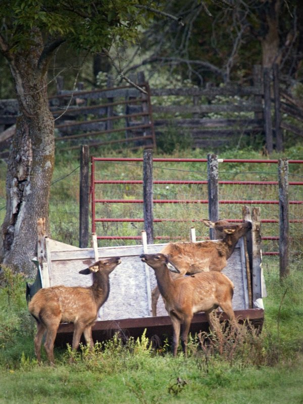 Calves on Trailer Boxley Valley