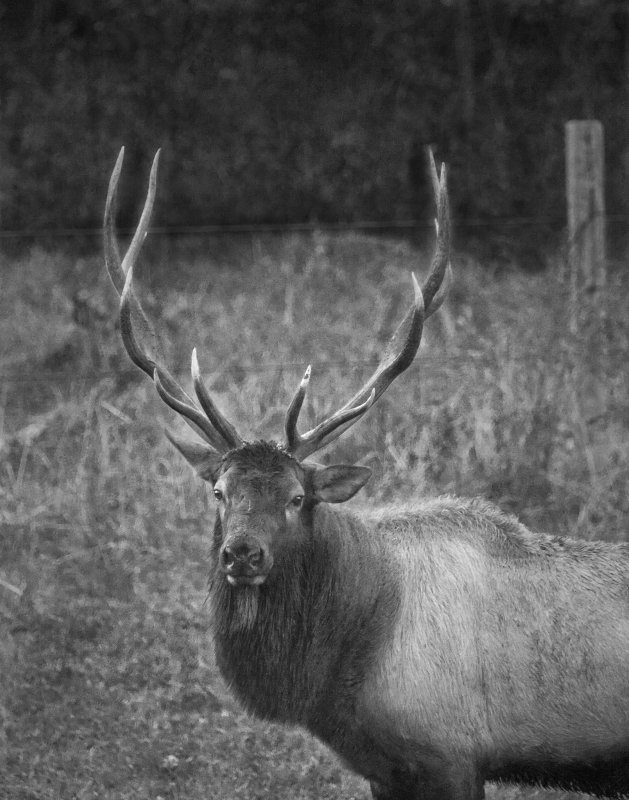 Bull Elk Black and White