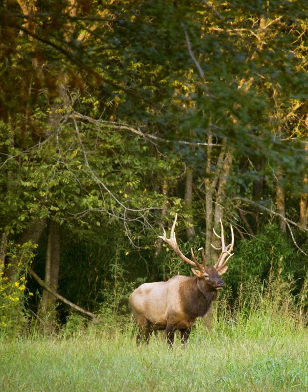 Bull Elk Emerging from Woods