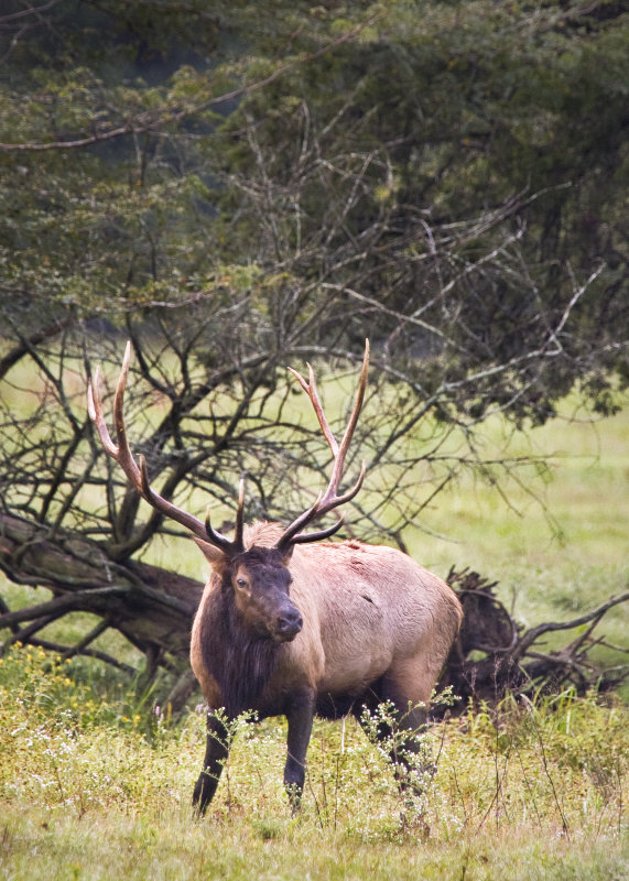 Bull Elk by Tree