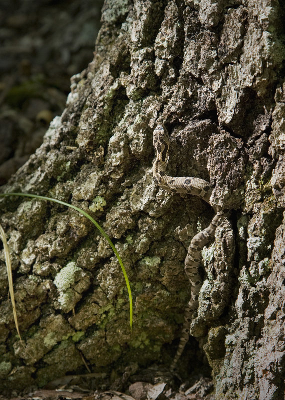 Camoflaged Woods Snake