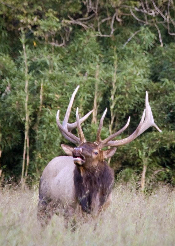 Bugling 6x6 Bull Elk
