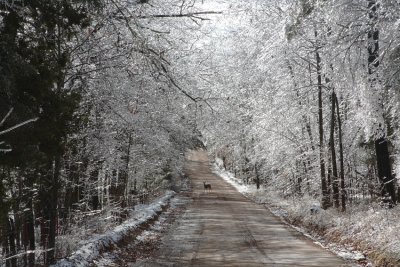 Compton, AR Ice Storm 11/30/06