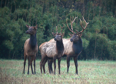 Arkansas Elk Buffalo National River Photo Gallery By Michael