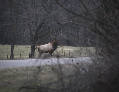 Big Boxley Bull at Dawn #2