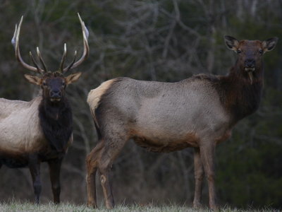 Boxley Valley Evening Elk
