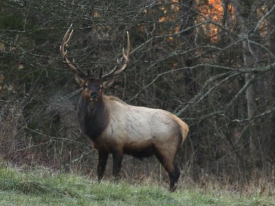 A Boxley Valley Beast