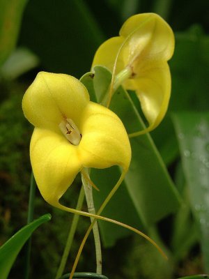 masdevallia.JPG